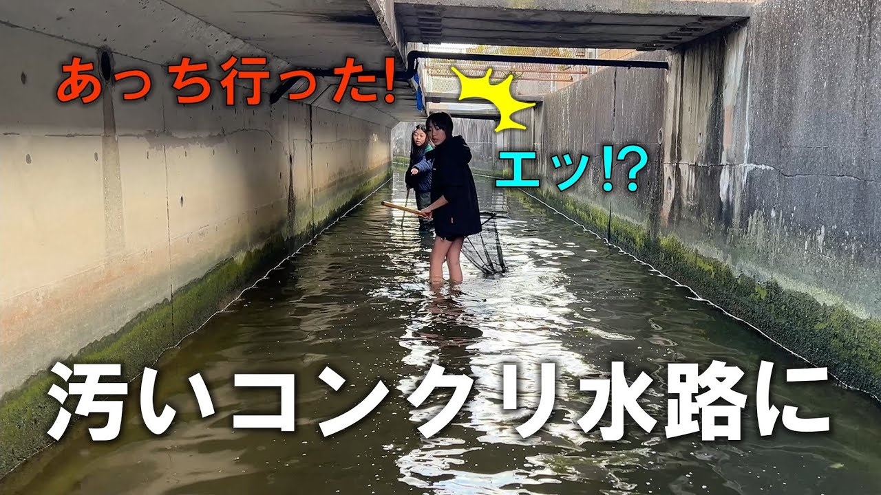 ３面コンクリの汚い水路に生き物がいるはずない？