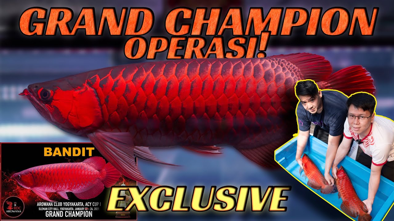 GRAND CHAMPION RDC AROWANA DIOPERASI! INILAH PENCURI PIALA BARRY!