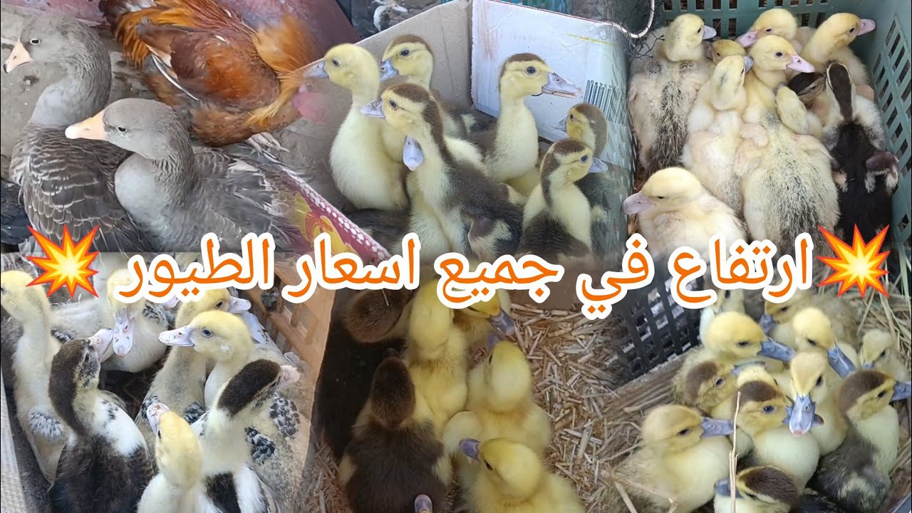 اوعاا الاسعار😱اسعار ولا الخيال🔥اسعار بط ووز ورومي وحمام وكتاكيت وارانب وفراخ بلدي اكبر سوق طيور
