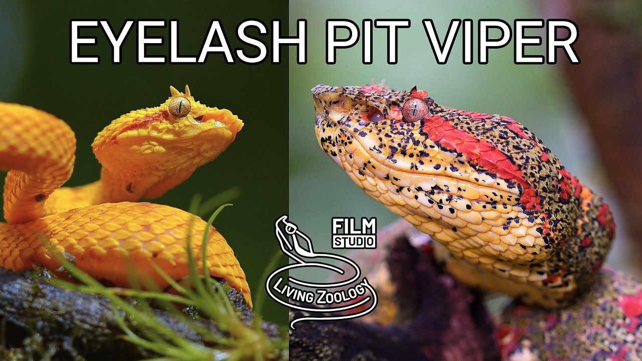 Venomous Eyelash pit viper (Bothriechis schlegelii), colorful snake species from Costa Rica, oropel