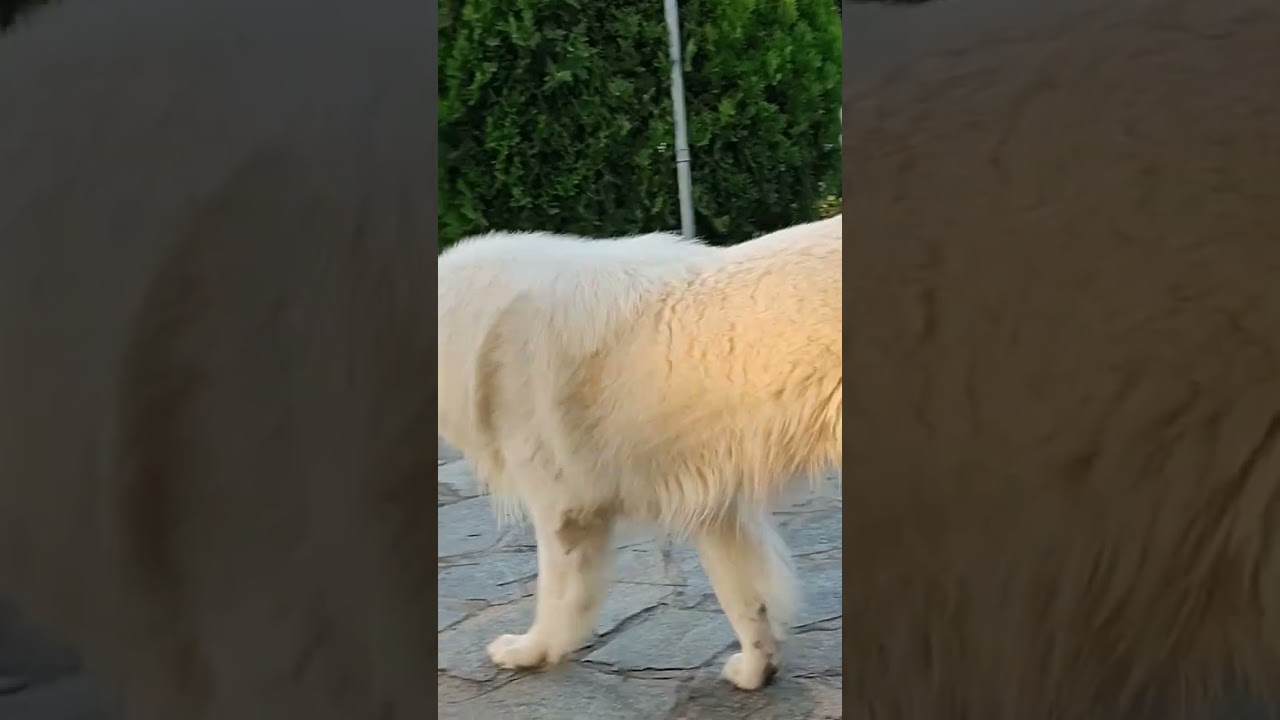 Italian Pastore Maremmano Abruzzese 🇮🇹🇮🇹👍👍🐾🐾😋😋