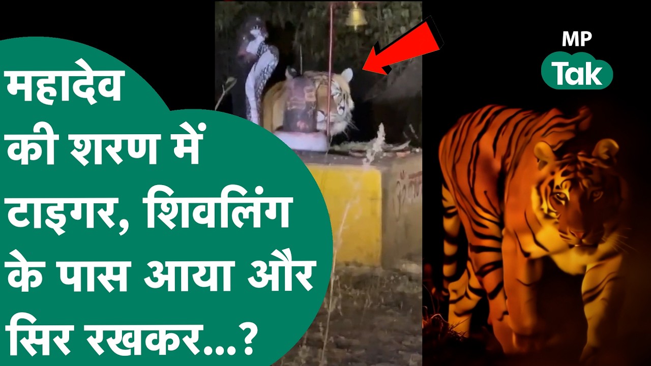 Viral Video : MP के जंगल में प्राचीन शिवलिंग के पास आया टाइगर और कैमरे में कैद हुआ गजब नजारा !