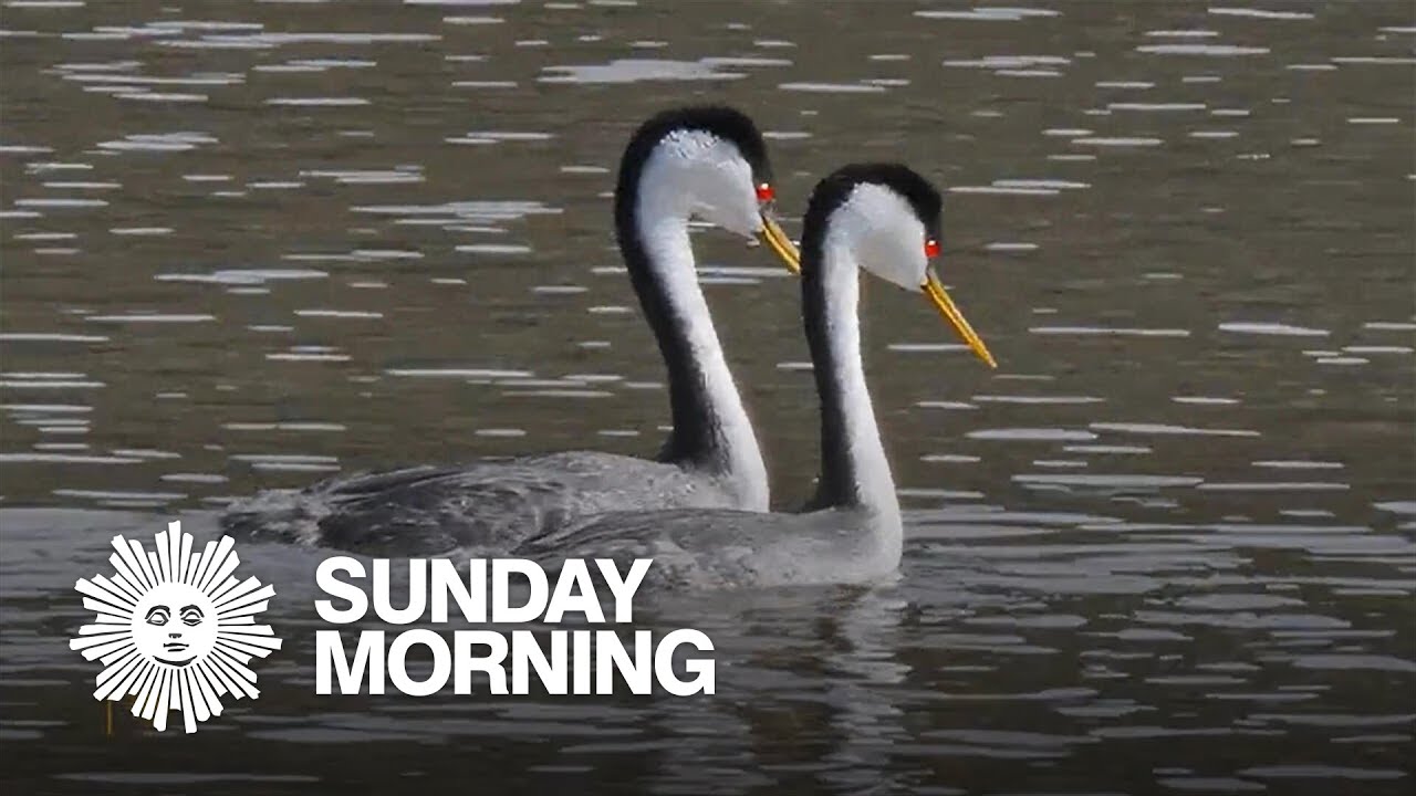 Nature: Mating grebes