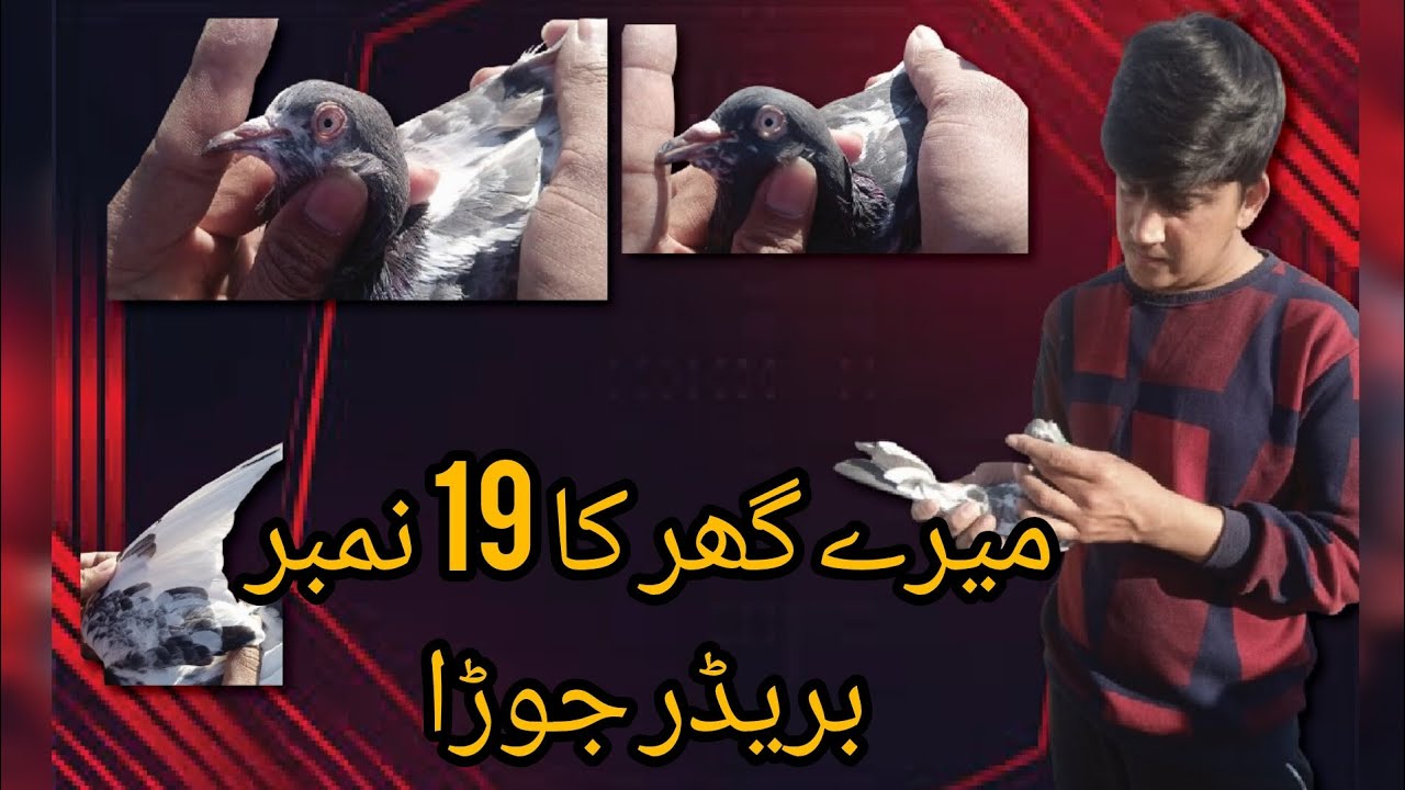 میرے گھر کا 19 نمبر بریڈر جوڑا اور ان کے بہترین نسل کے بچے|| Pindi pigeon hub