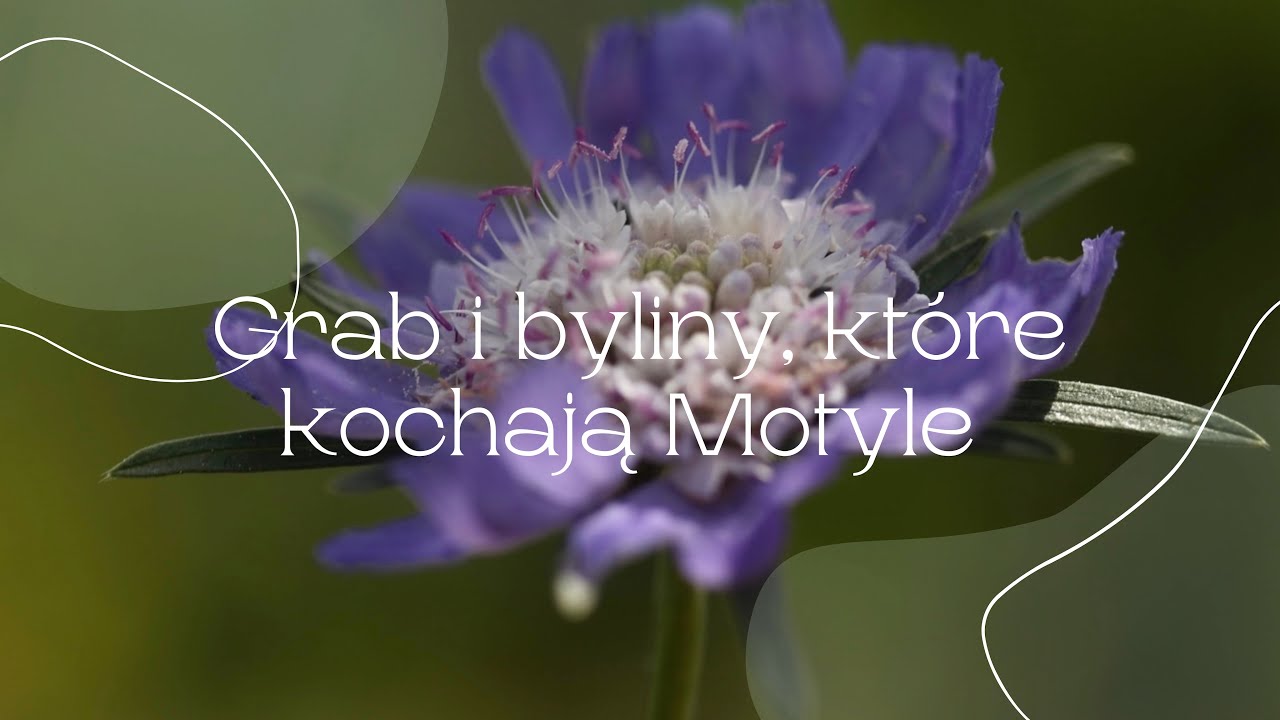Grab oraz byliny, które kochają motyle