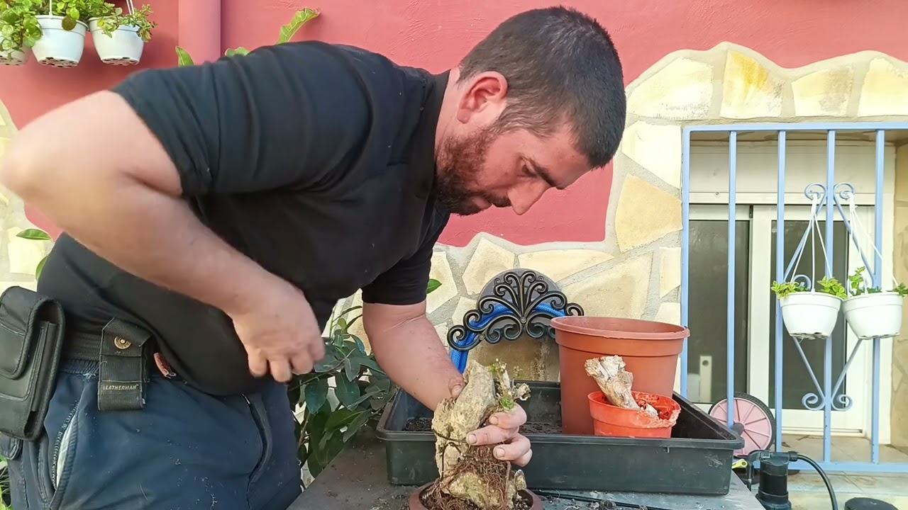 Montamos una #bugambilia Bonsai sobre roca