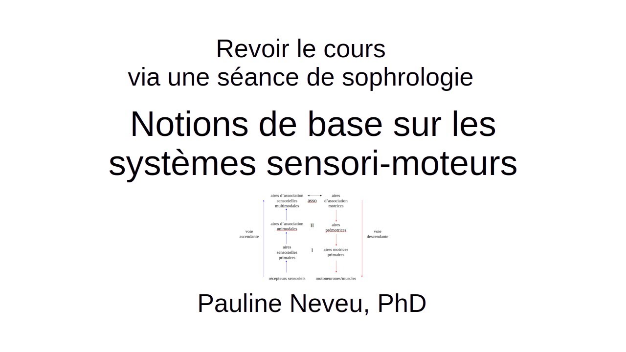 Neurophysiologie – 004 Les systèmes sensori-moteurs : revoir en sophro – Dr Pauline Neveu