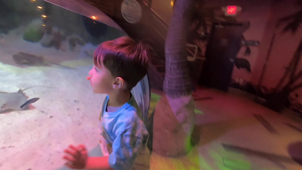 SEA LIFE Arizona Aquarium - Arizona Mills, Tempe - Complete Tour