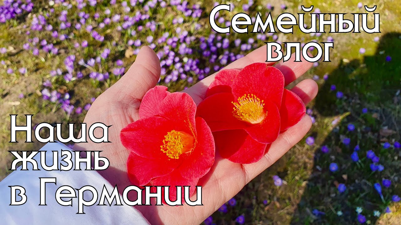 Угнетают ли нас в Германии? Зацвела самая старая камелия в Европе. Наша жизнь в Германии, выходные