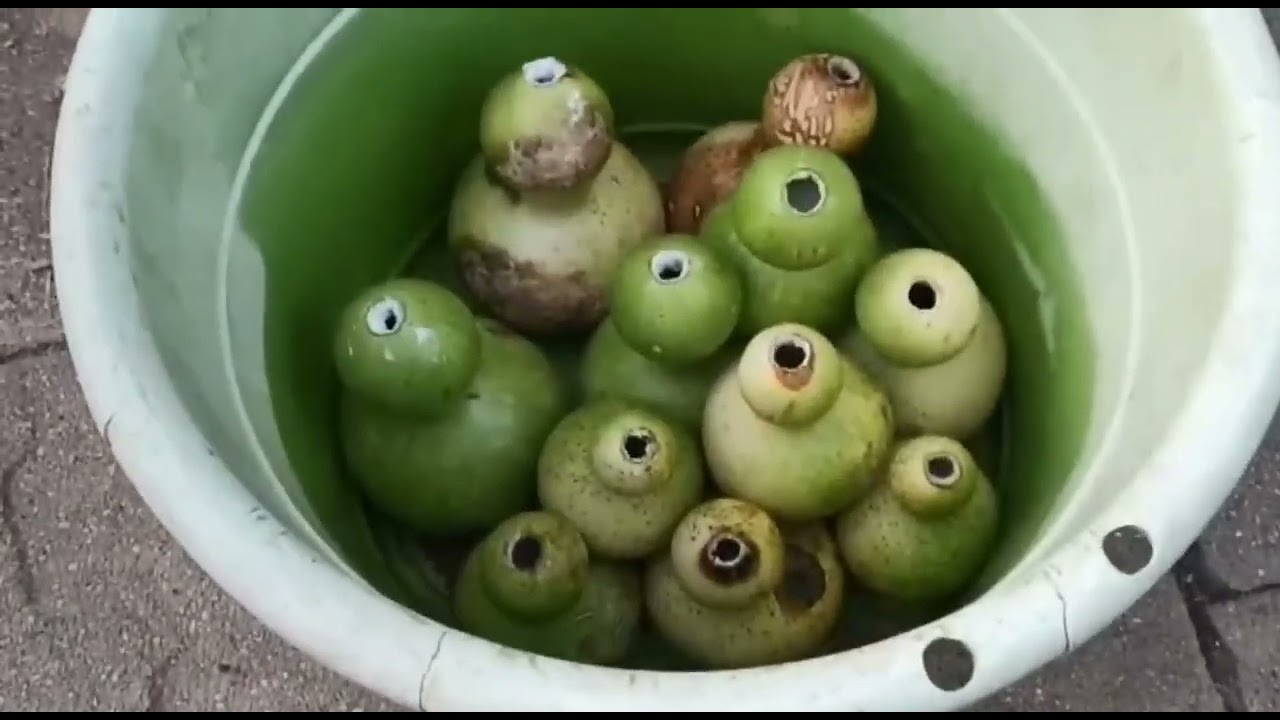 Como preparar o curar un tecomate