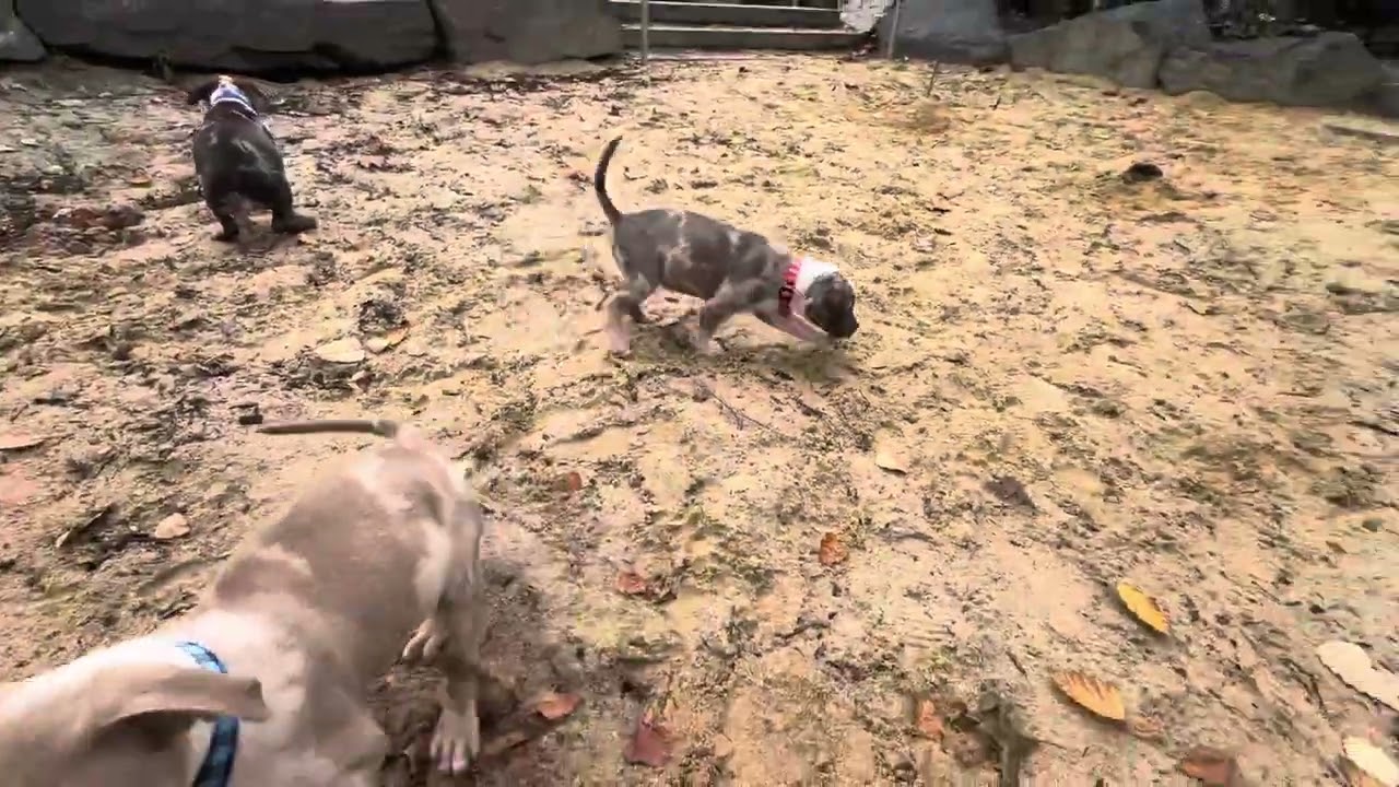 Merle Bully First Day out Pt4