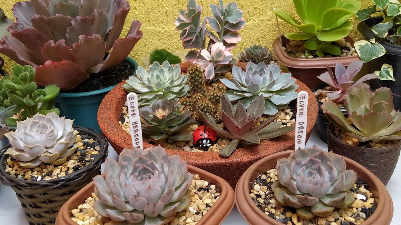 Diferenças entre as Suculentas:/Echeverias Hércules e Echeveria Orion,(Veja Como Saber)...