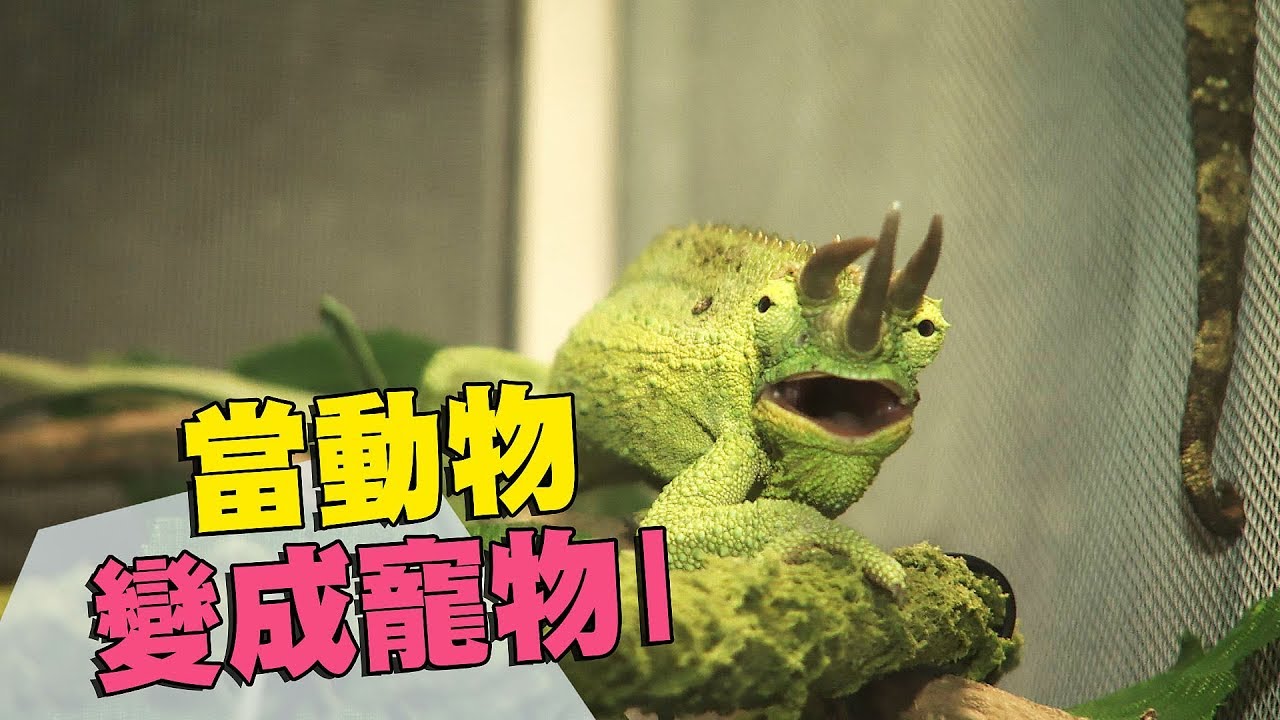 【寵物飼養】當動物變成寵物(上)｜被排除在動保法管理範圍的「新興寵物」(我們的島 第947集 2018-03-26)
