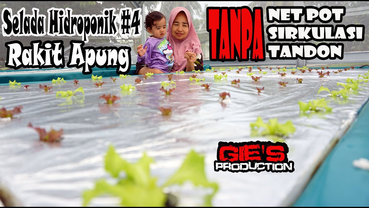 Selada Hidroponik 4 - Rakit Apung Tanpa Sirkulasi