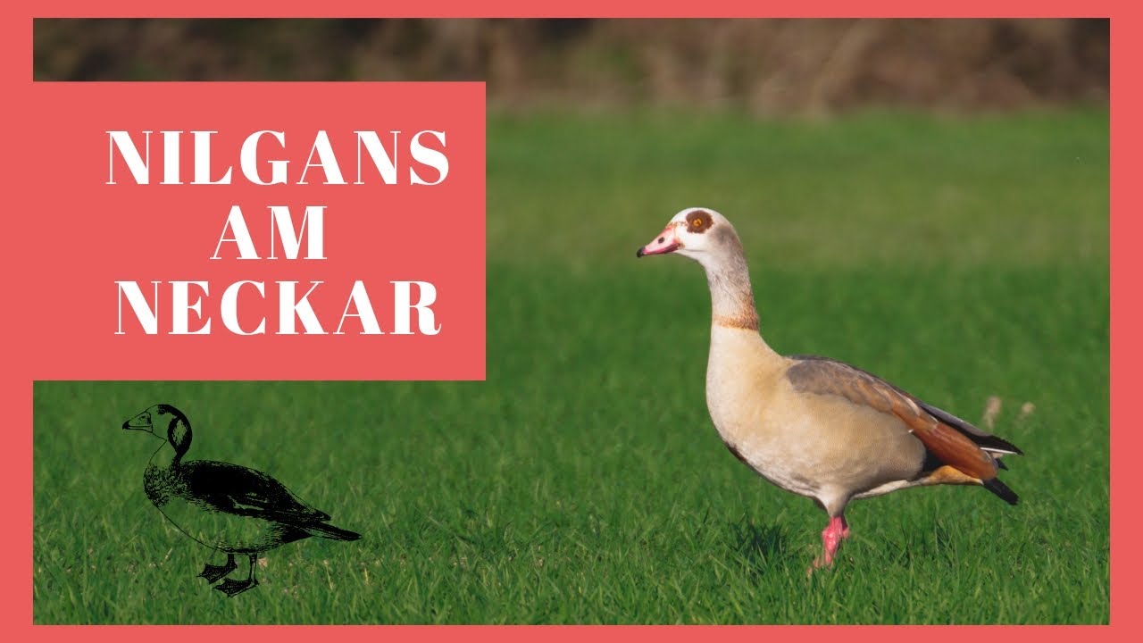 Nilgans - ein Neozoon am Neckar