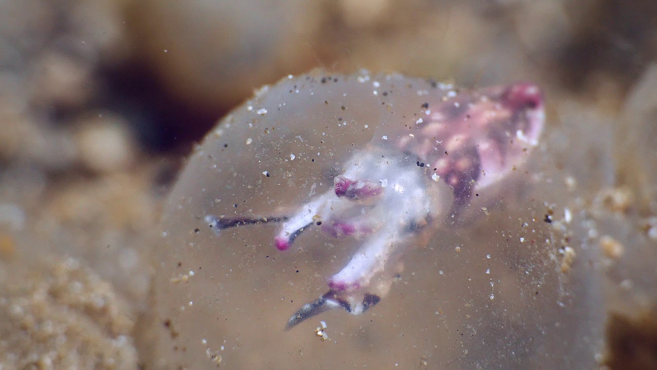Flamboyant cuttlefish. Newly hatched from egg compared to adult