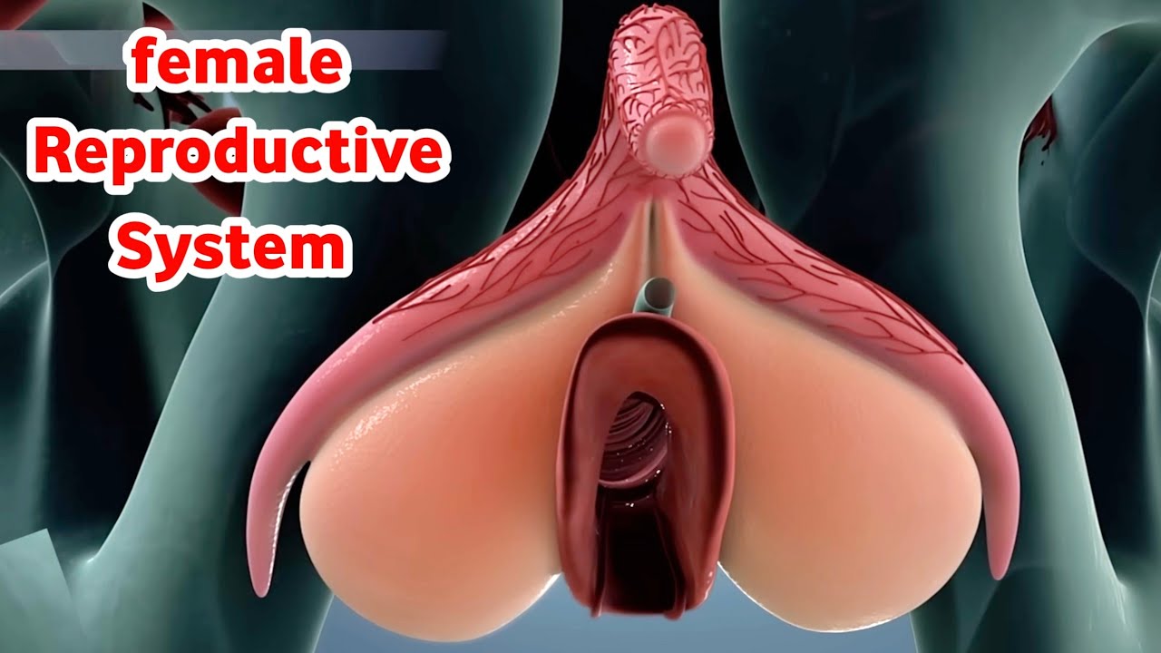 تعرف علي اجزاء الجهاز التناسلي للأنثي مع وظيفة كل جزء_Female Reproductive System