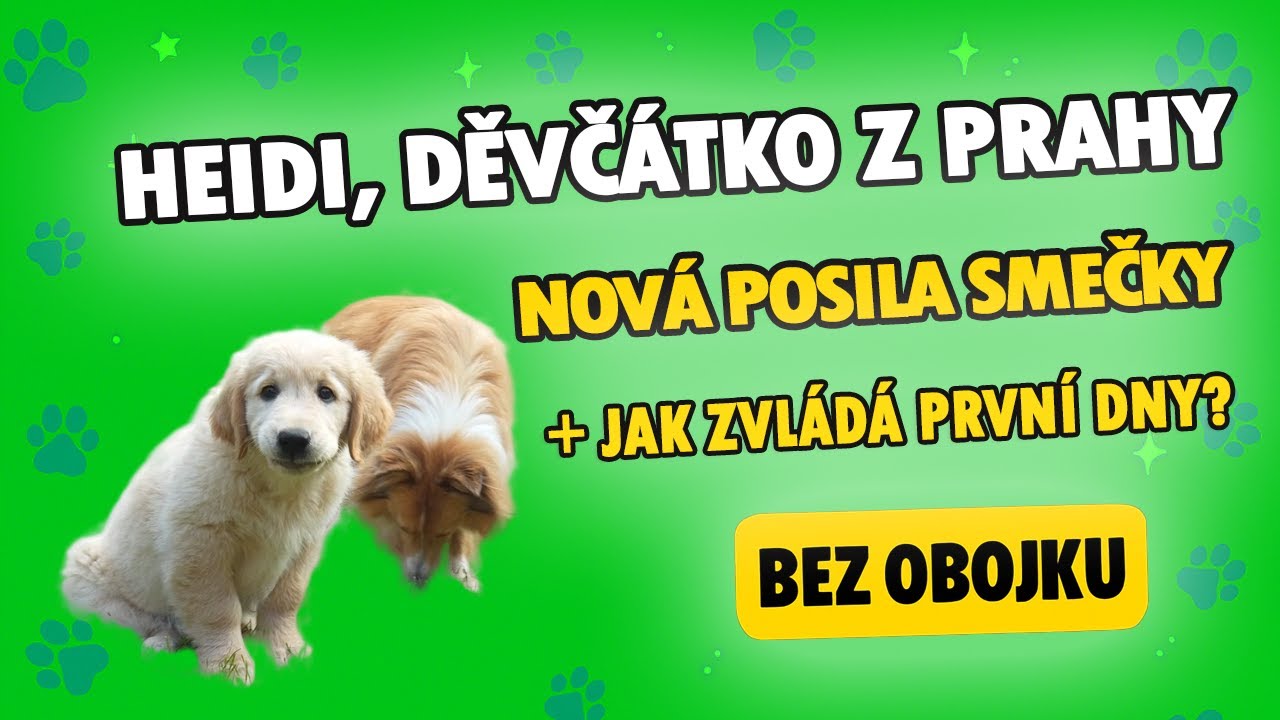 Heidi, děvčátko z Prahy 🐶