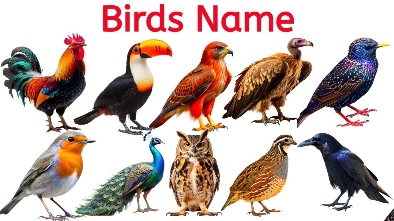 Birds Name in English | birds name for kids | বিভিন্ন ধরনের পাখির নাম ইংরেজিতেএবং বাংলায় |
