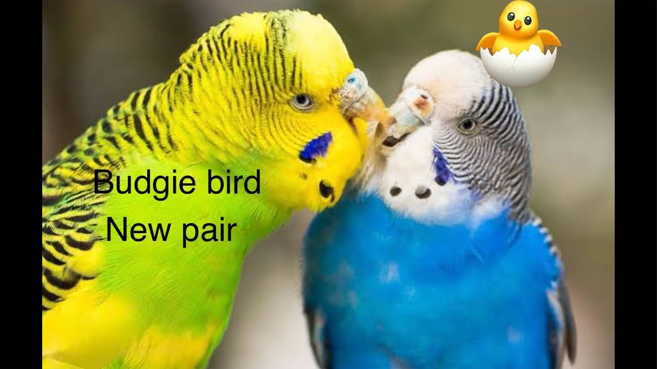 lovebirds cute video