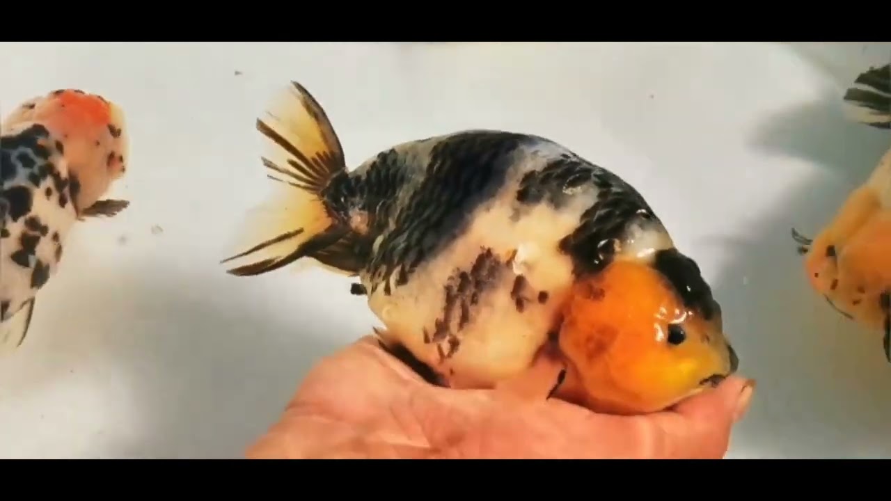 Goldfish Documentary 金鱼纪录片 Ep6