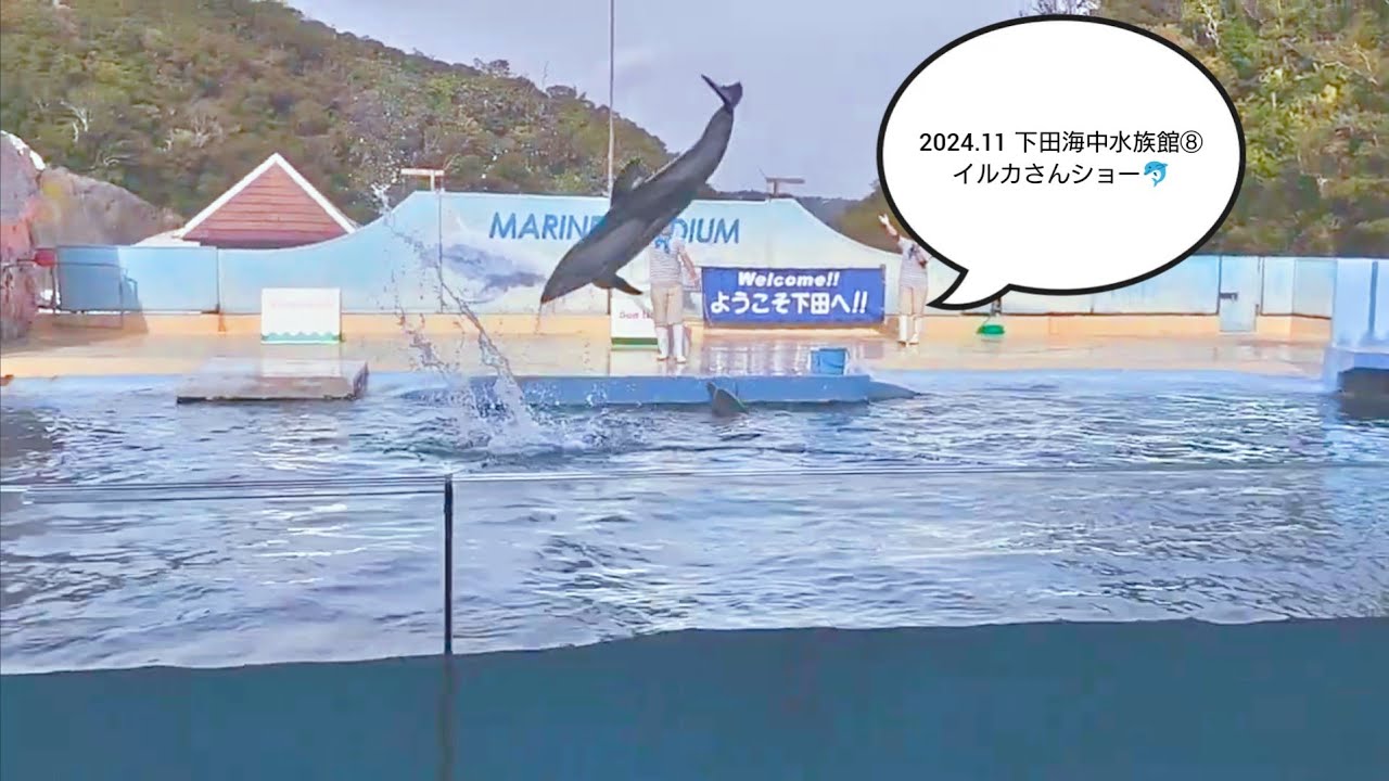 2024.11 下田海中水族館⑧イルカさんショー🐬