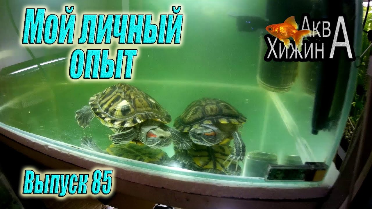 Красноухие черепахи. Всё, что я о них знаю (Аква Хижина, выпуск 85)