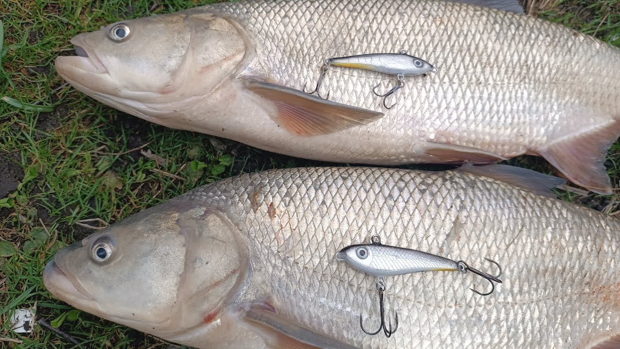 Основные проводки раттлина при ловле Жереха. Приманки от Саныча 👍🎣🐋#жерех #раттлин 
