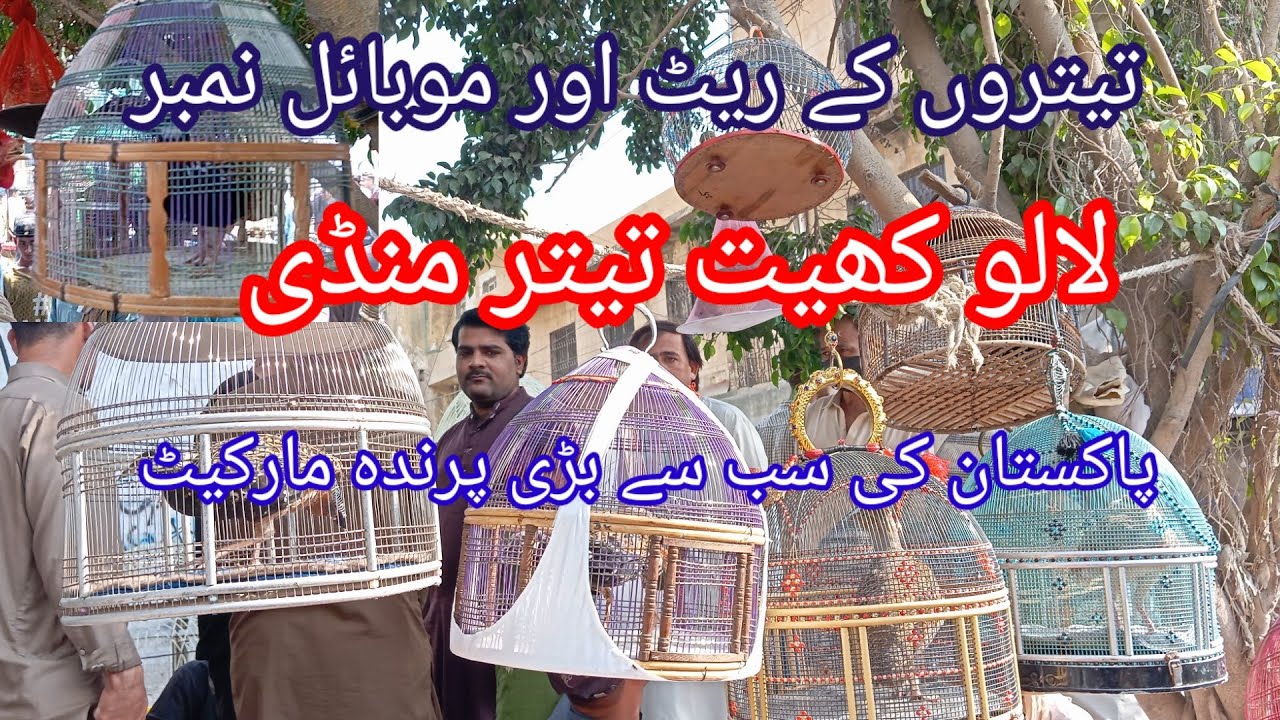 Lalukhet teetar Market 15-03-26| لالو کھیت تیتر منڈی کالا تیتر ایرانی تیتر دکنی تیتر شیدی سناسی سستا