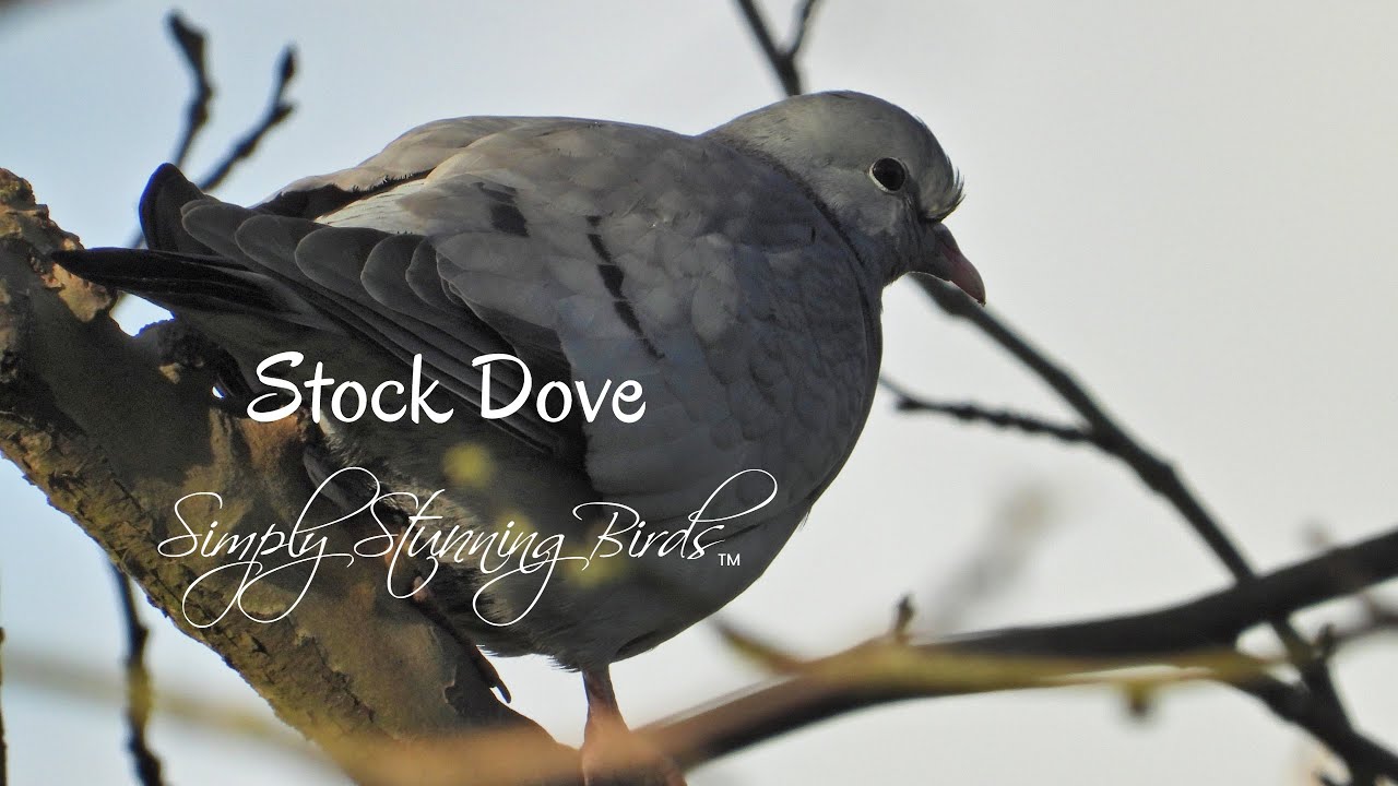 Stock Dove | A Fighting Pair of Doves Perched High in the Woodland Oaks.