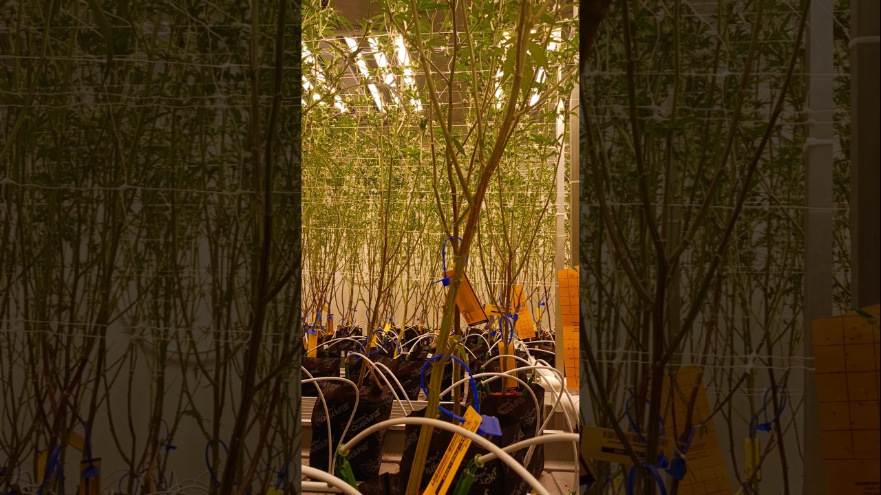 #cannabis #marijuana #pakalolo #mota #hemp #genetics #seeds #flowerroom @mattthewatchman