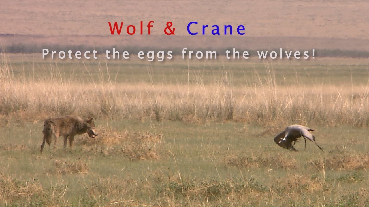 Wolf & Crane_ Protect the eggs from the wolves! Threat flights,, Mongolia, pasture,