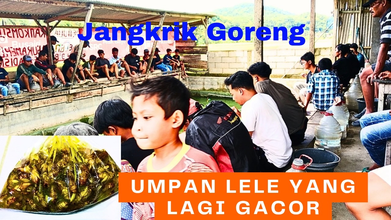 Umpan Lele Harian Dan Lomba Yang Lagi Gacor Jangkrik Goreng