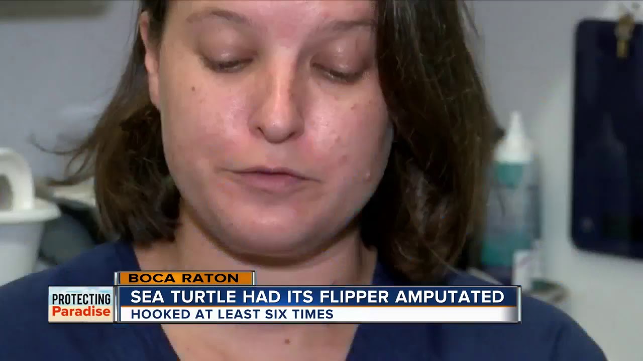 Wildlife officials issue warning after sea turtle suffers injuries, has flipper amputated