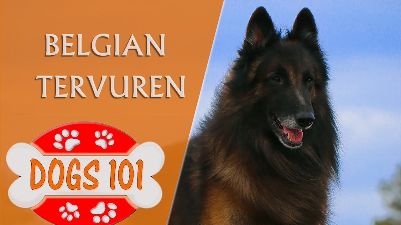 Dogs 101 - BELGIAN TERVUREN - Top Dog Facts About the BELGIAN TERVUREN