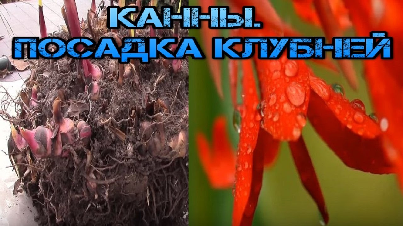 Канны.   Весенняя посадка клубней.