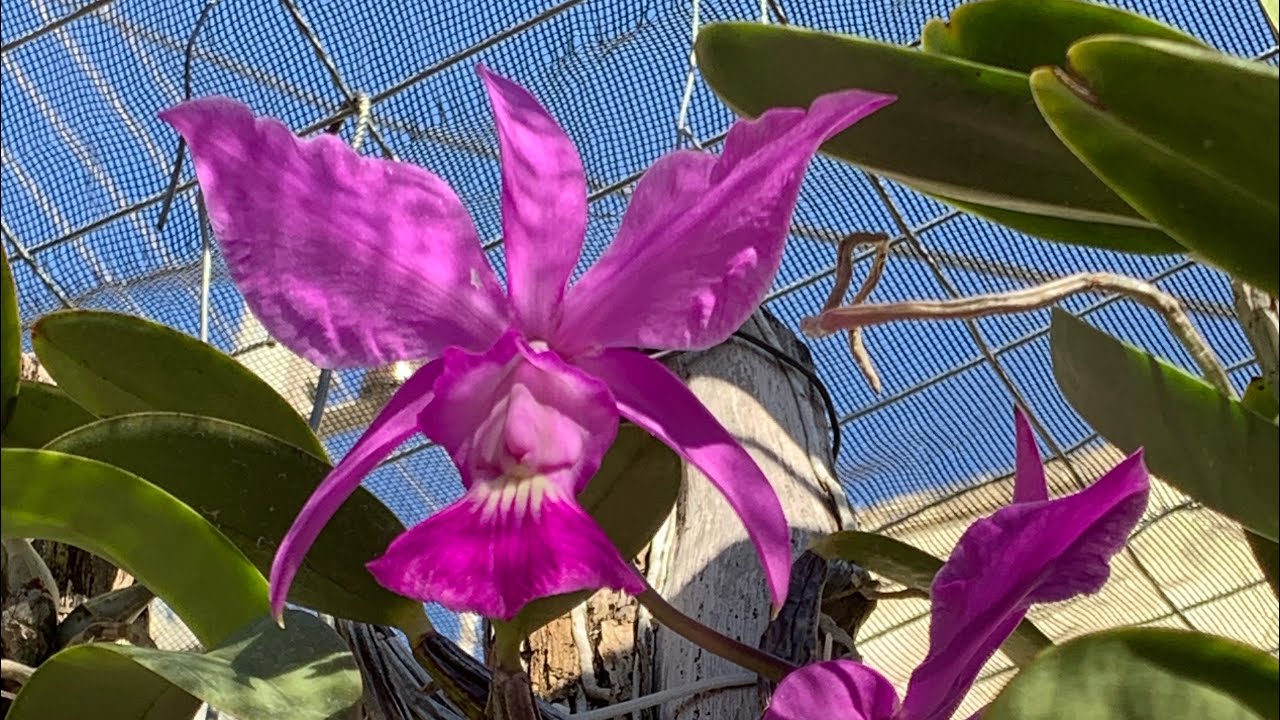 Como adubo minhas orquídeas | cuidados em geral