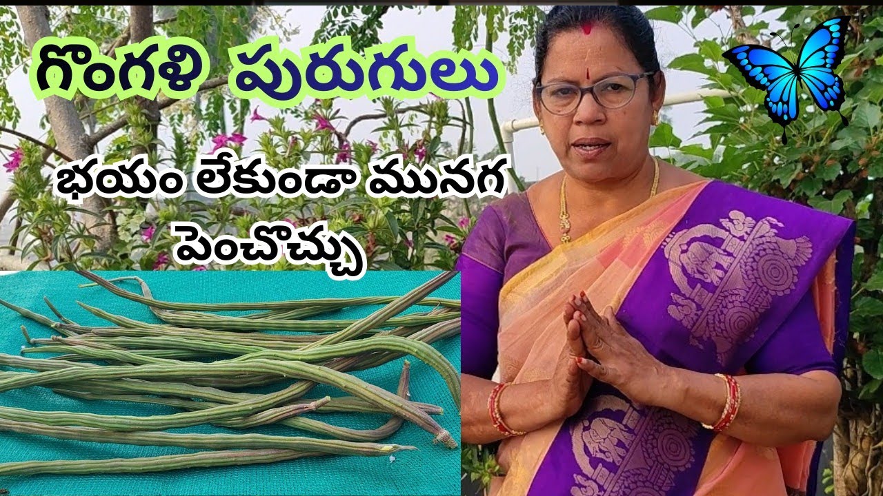 గొంగళి పురుగులు భయం లేకుండా మునగ పెంచవచ్చు #@AadiLakshmiTerraceGarden #munaga plan care and harvest 