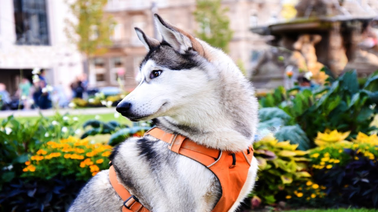 Антистрессовая музыка для собак 🐶 Успокаивающая музыка для собак - Как расслабить собаку? 🐾