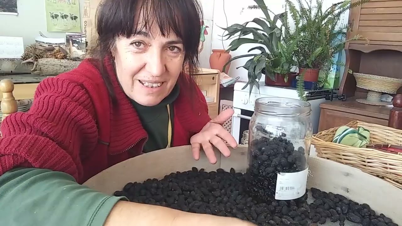 PREPARANDO LAS OLIVAS ARRUGADAS.