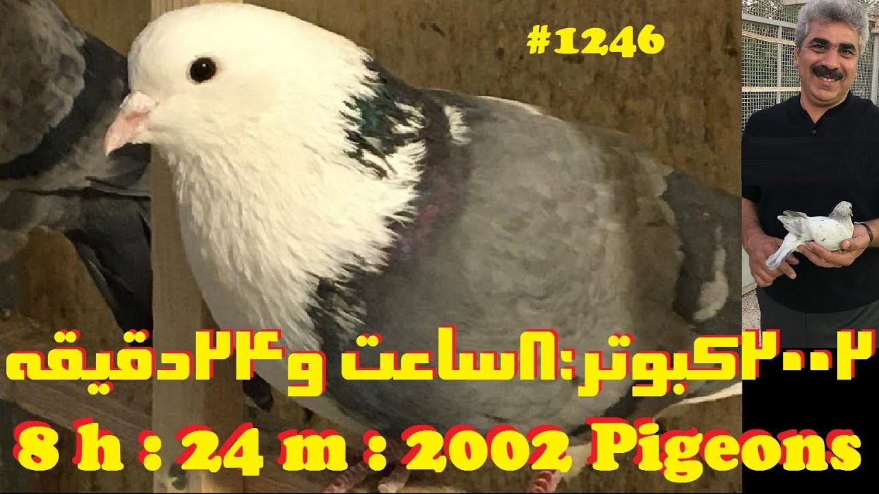 نمایی از گروی کبوتر سال 1403 حاج محمدصفا از تهران با رکورد ساعتی ماندگار #کبوتر #کفتر #کبوتربازی