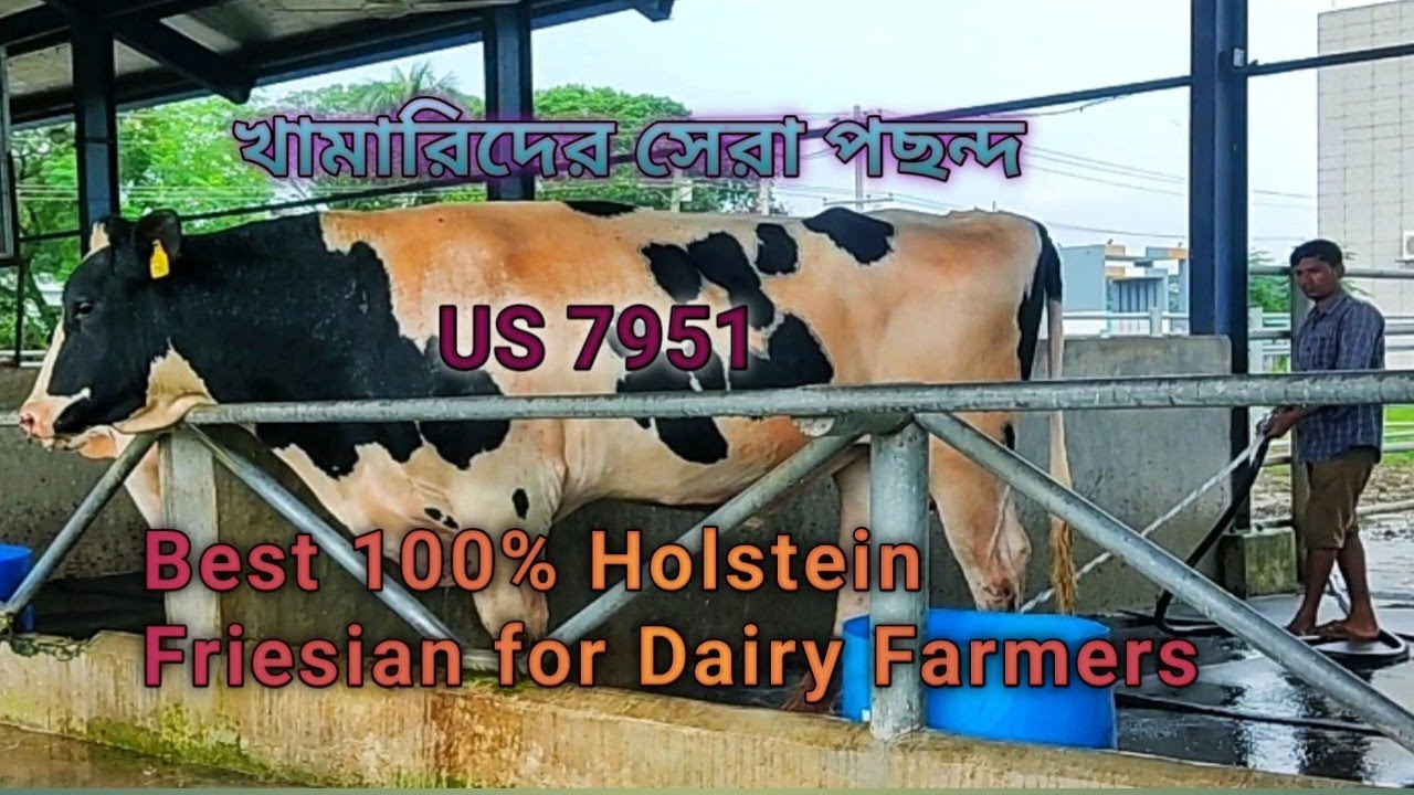 US 7951 এর বংশপরিচয় ও ইতিহাস | বাংলাদেশের দুধ উৎপাদনে সেরা  Friesian ষাঁড় #bestbull #trending #dls  