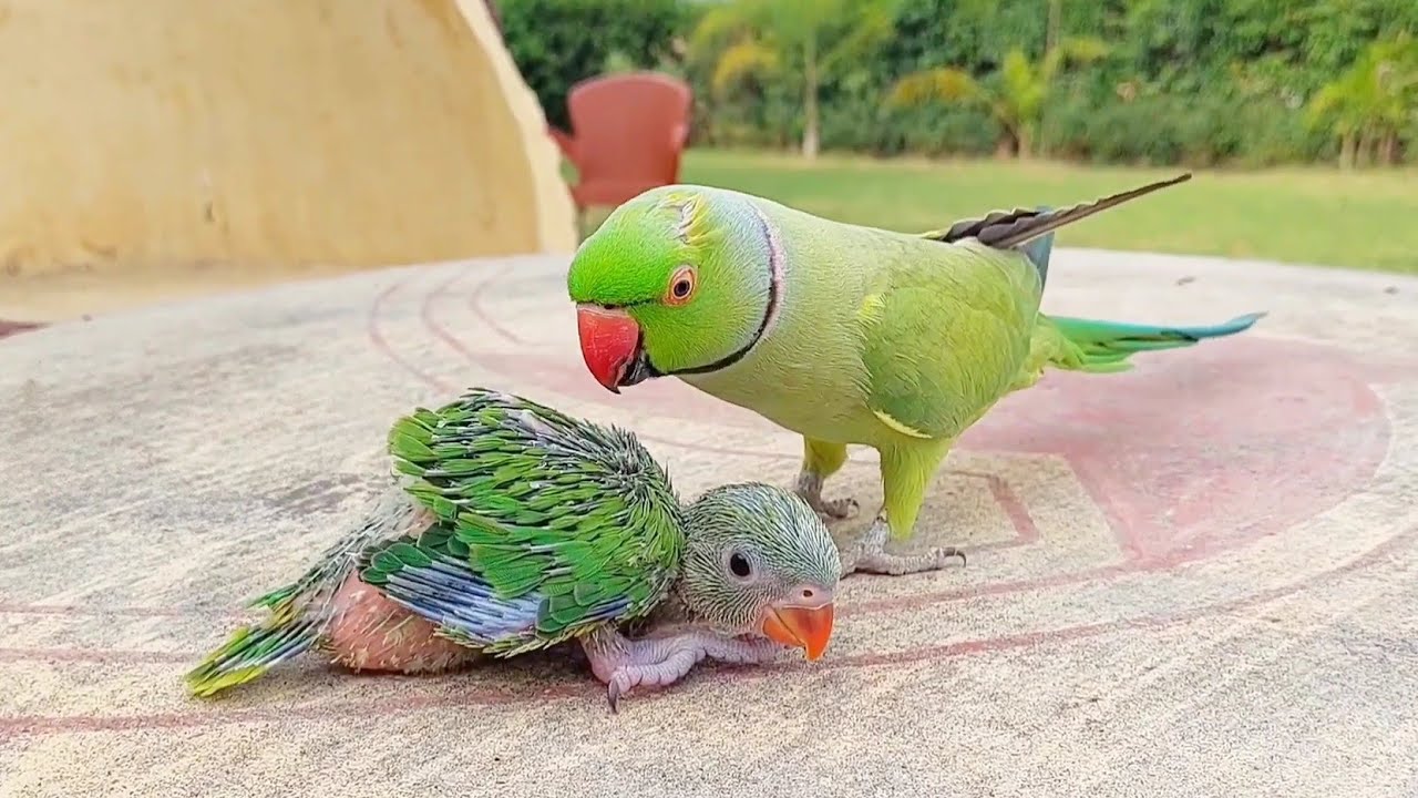 Indian Ringneck Parrot Compilation: Talking, Greeting & Playing with Baby Parrots 