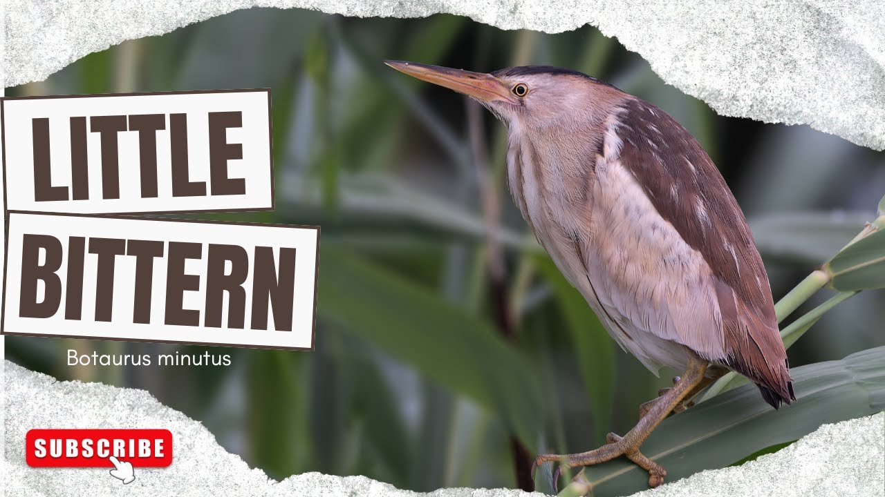 Little Bittern | Secret Hunter of the Marshlands #birds #wildlife #trending