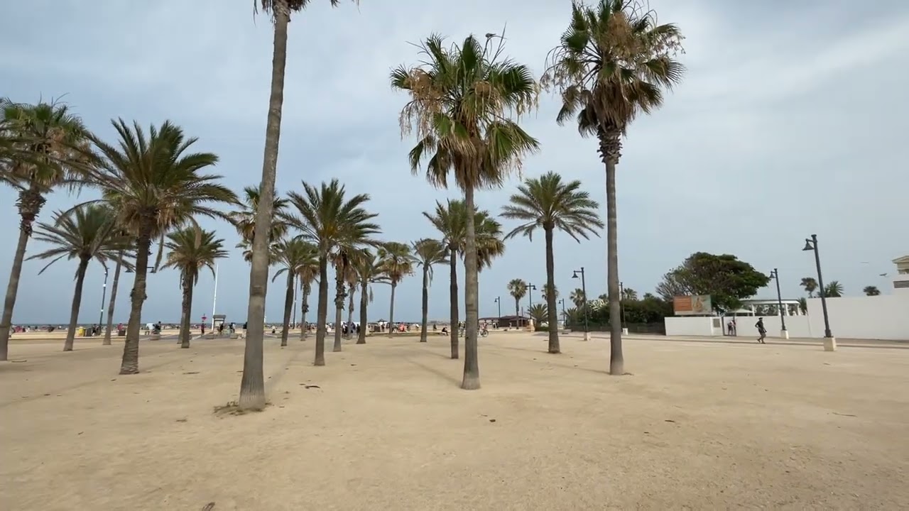 #shorts Las playas de Valencia: palmeras, sol y mar Mediterráneo 🌊