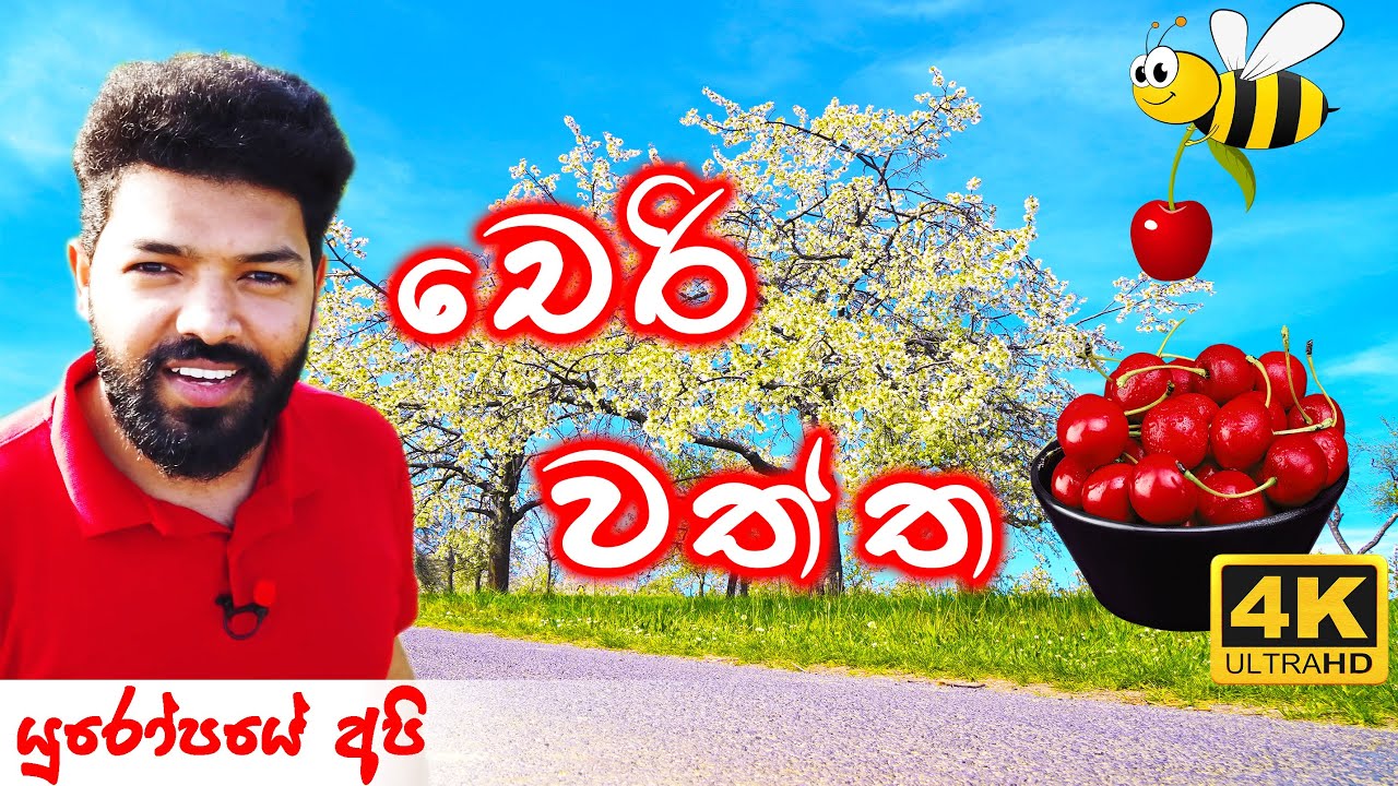 ජර්මනියේ 🇩🇪 චෙරි 🍒 වත්ත | Cherry Fields in Germany [ENG SUB]