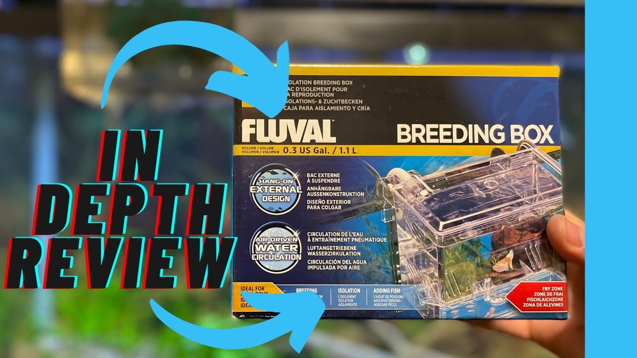 8 month Fluval Breeder Box Review | The New Marina Breeder Box