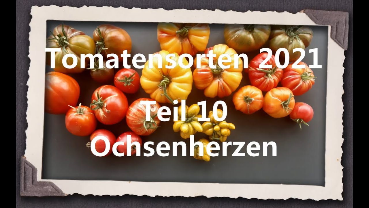 Tomatensorten 2021 Teil 10 - Ochsenherzen