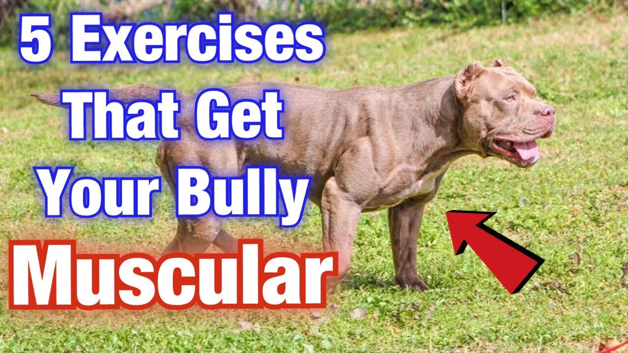 5 American Bully Exercise MUSCLE training tips that will get your dog SWOLE!!