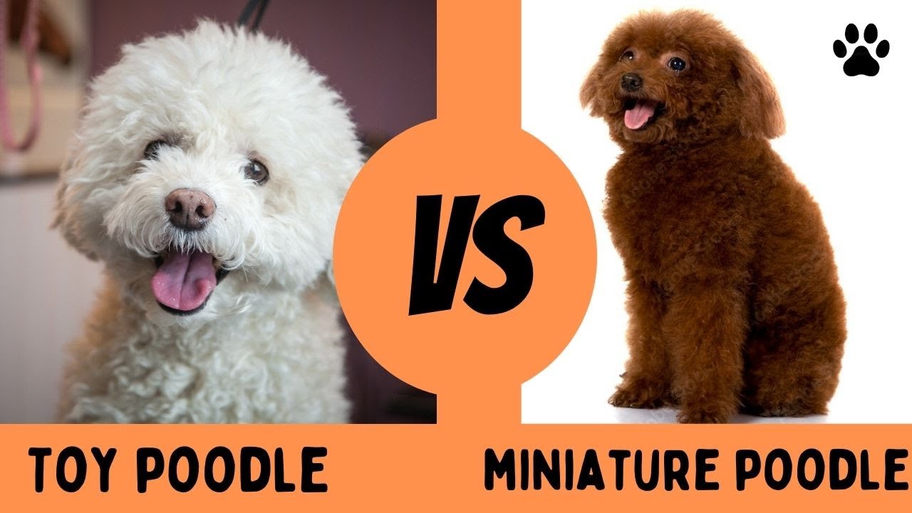 Toy Poodle vs Miniature Poodle: Poodle Comparisons